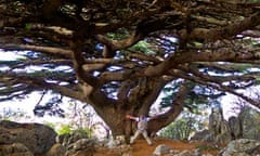Lebanon cedar tree