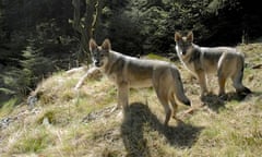 Walking with wolves, Cumbria
Cumbria