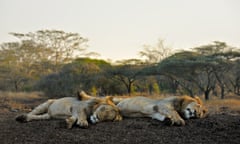 Lions sleeping south africa