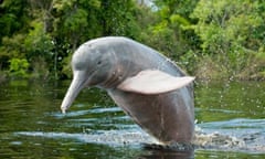 Pink river dolphin 