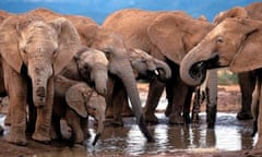 South Africa - Elephants