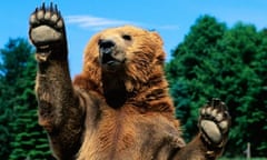 Grizzly Bear Raising Paws