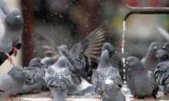 Pigeons drink water outside a mosque