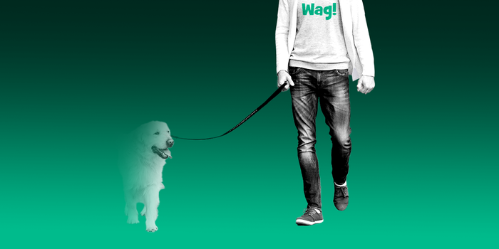 A man in a Wag T-shirt walking a dog that's disappearing