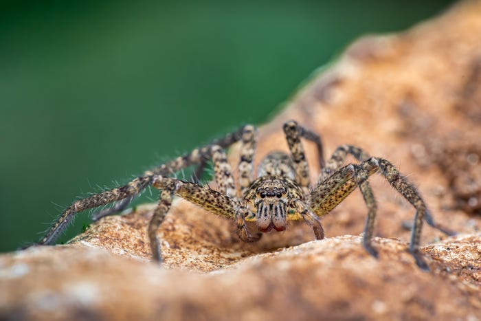 Huntsman spider.