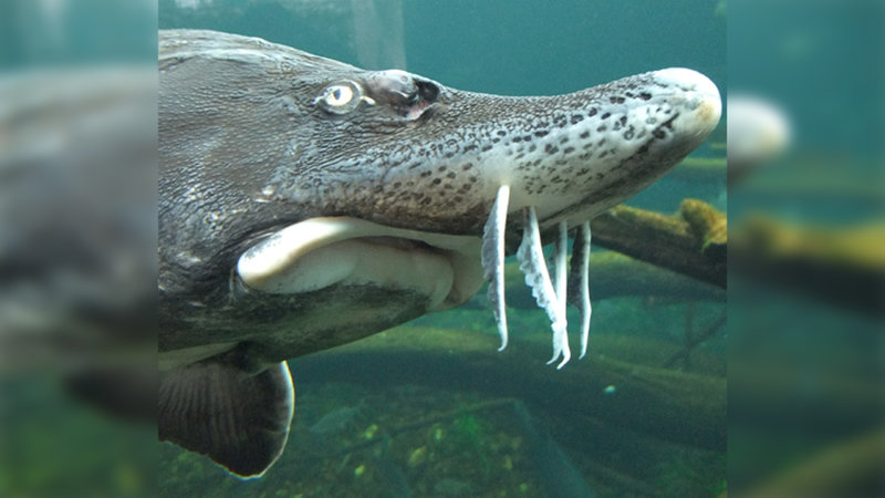 Sturgeon Face example seen on a fish.