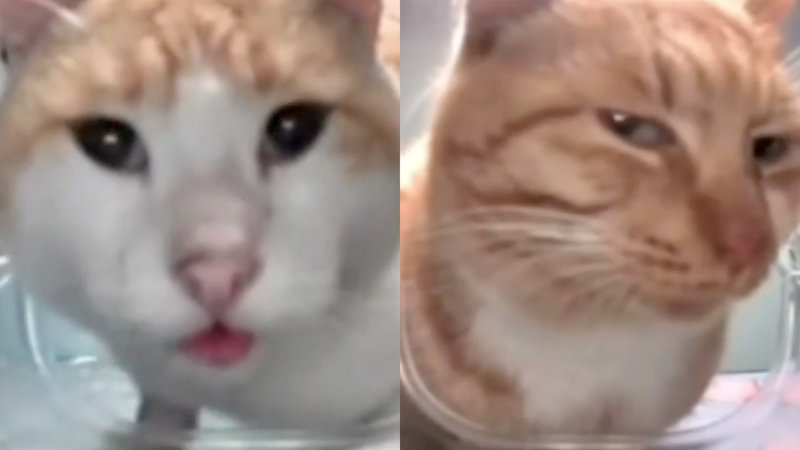 Cat Feeder Camera Gifs meme.