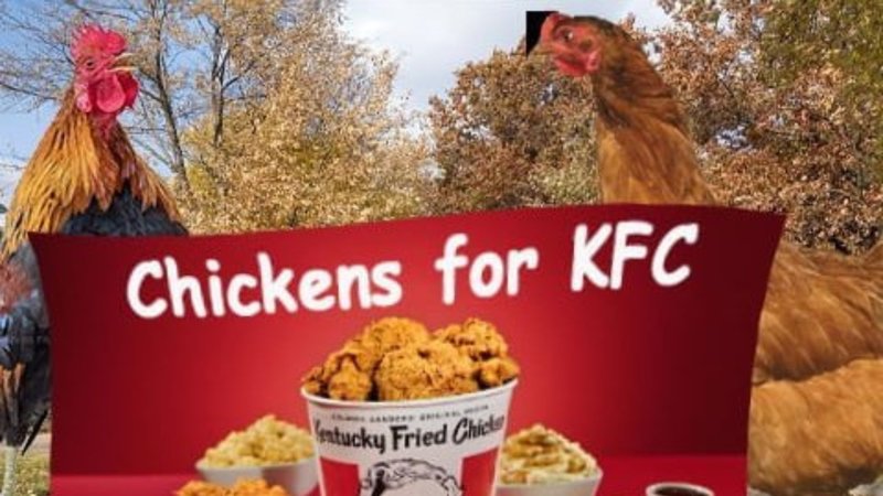 Chickens For KFC meme example.