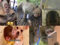 An image of some monkeys photographed in the violent crimes trend. 