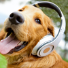 Dogs | Cute golden retriever panting lovingly with headphone on. 