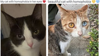 These 'Beautiful Cats With Homophobia' Actually Have Heterochromia