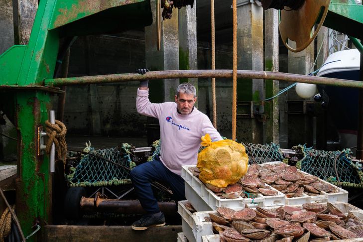 Coquilles Saint-Jacques : des stocks record dans la Manche grâce à la pêche régulée