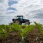 Agriculture : les betteraviers à la recherche de substituts aux néonicotinoïdes