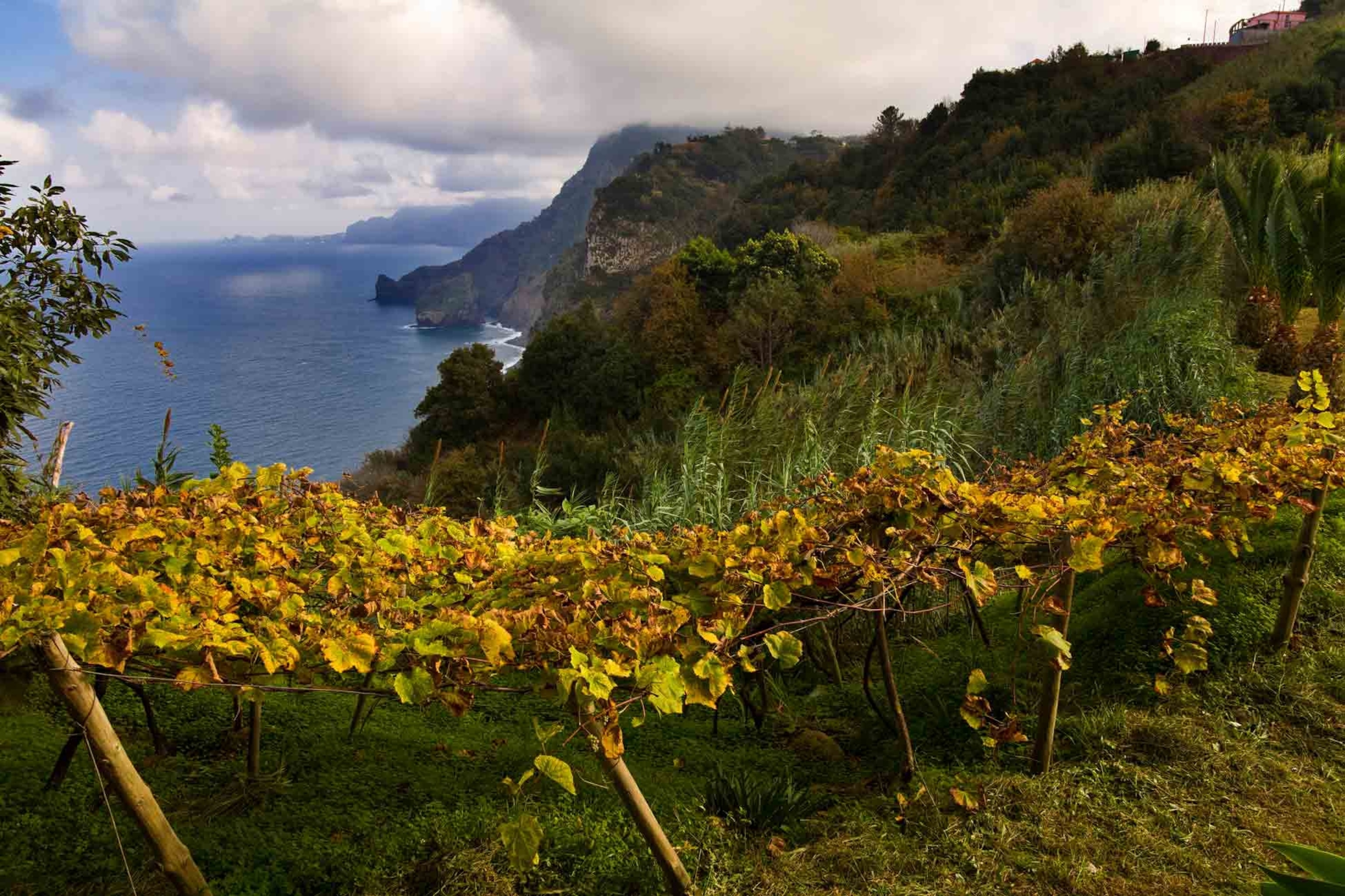 vineyard, Madeira, Portugal