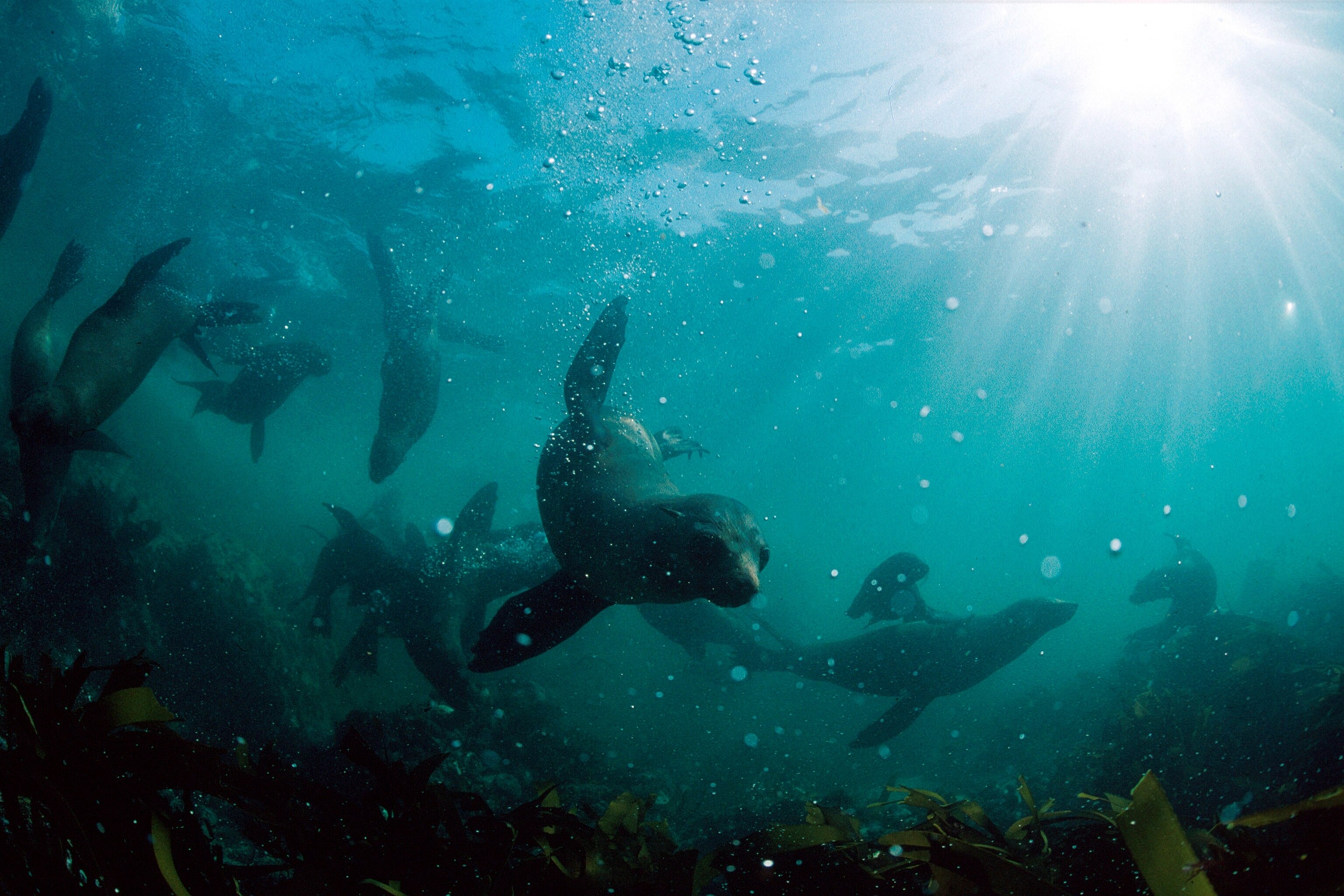 seals off of Seal Island in South Africa