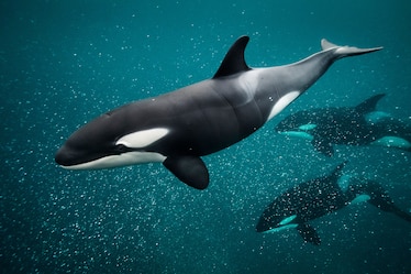 An orca swims in water with two a little further away the water is teal.