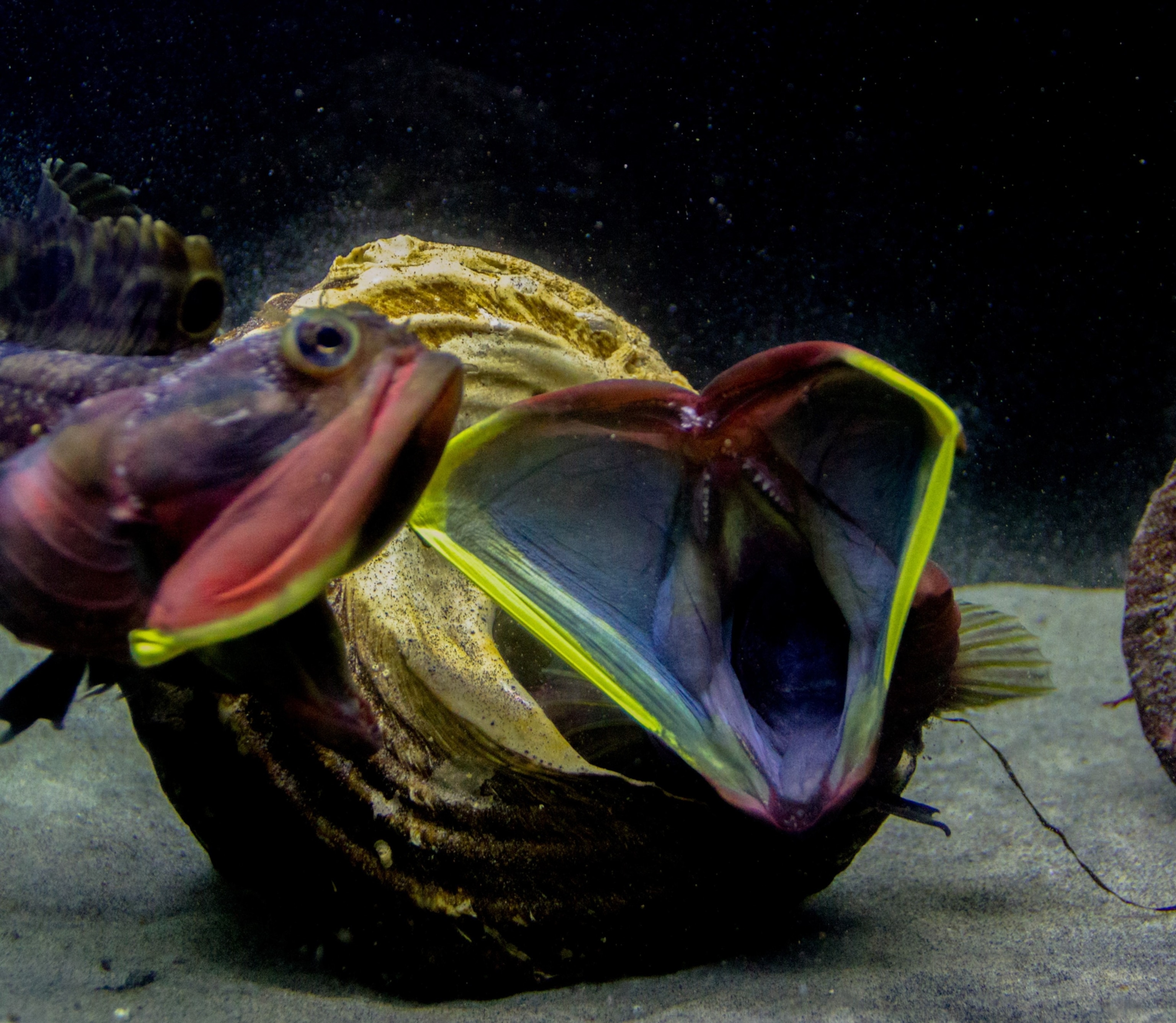 A Sarcastic Fringehead lunges toward another fish, its jaws agape.