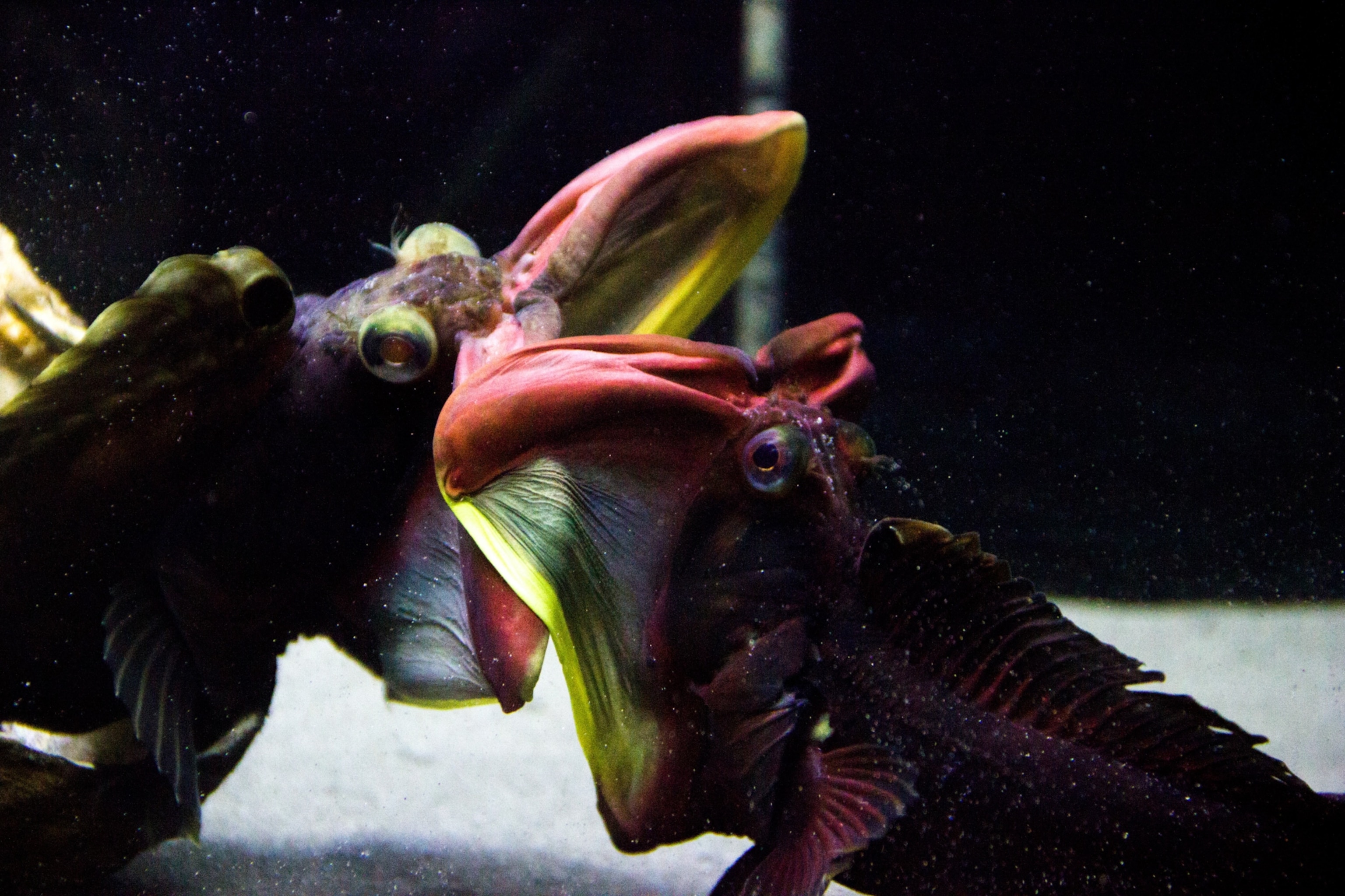 Two Sarcastic Fringeheads fight over a shelter by gaping their mouth and pushing each other before ending up biting if no one gives up.