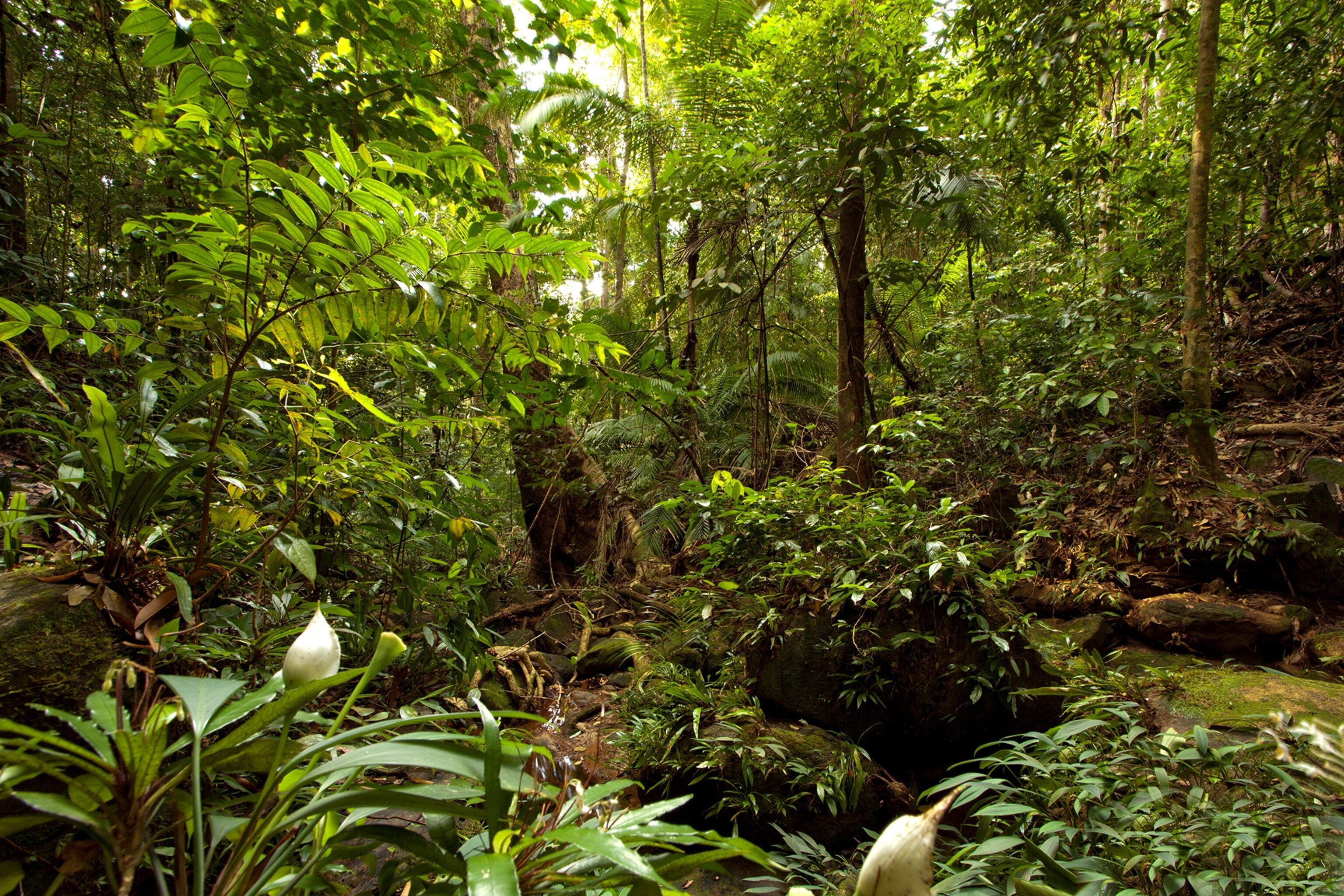 Malaysia, Borneo, Santubong National Park