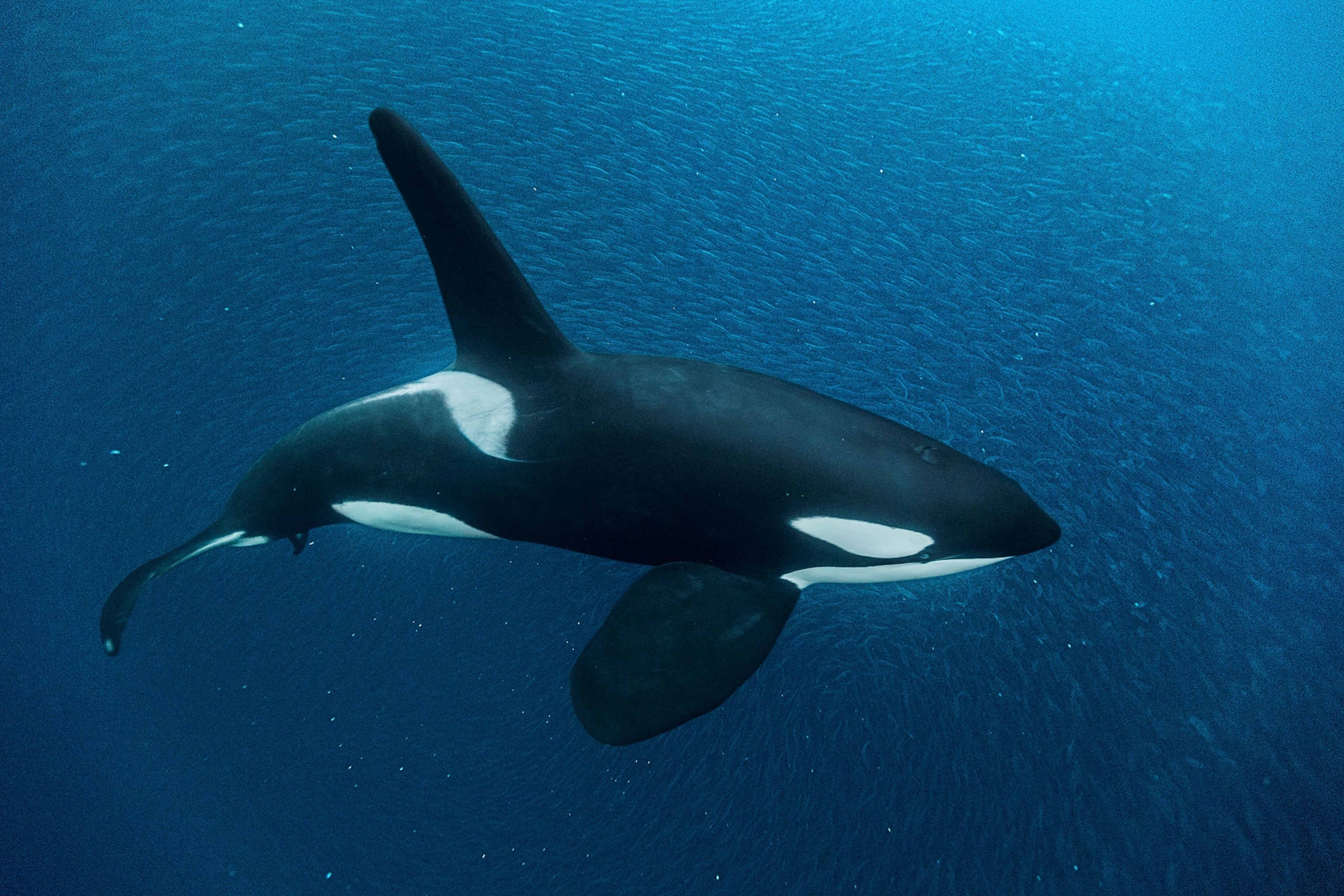 orca