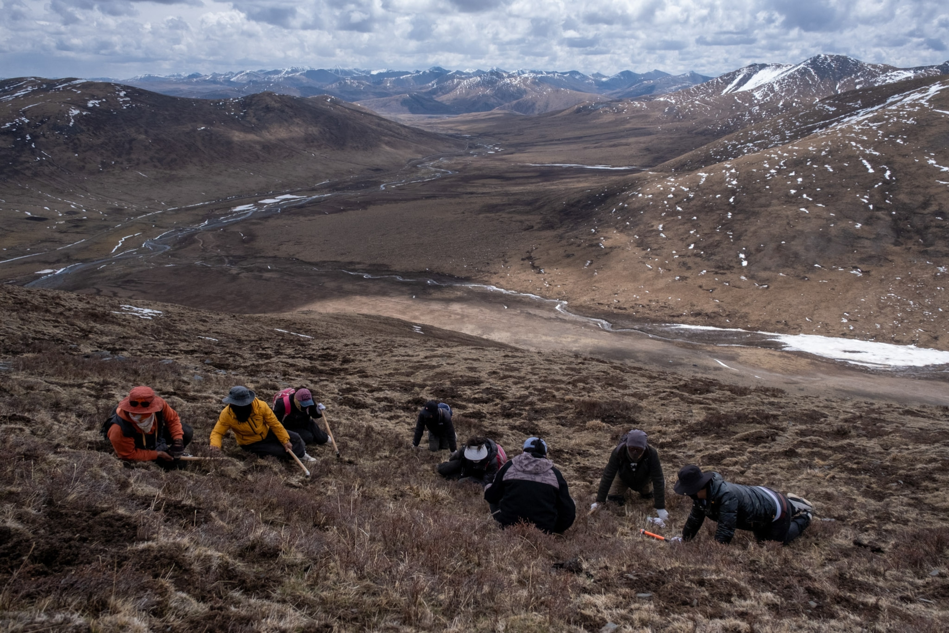 A group of people search the fields together.