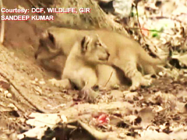 Video : TGIF Treat. Video of 11 New Lion Cubs at Gir Sanctuary in Gujarat