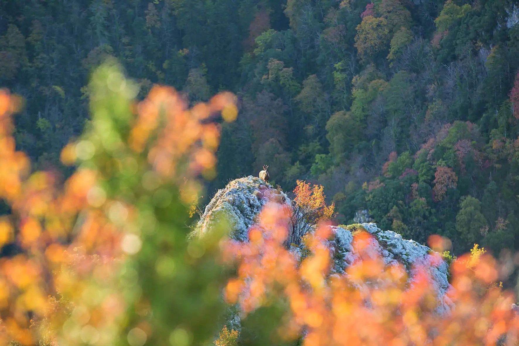 Pursuing the elusive chamois