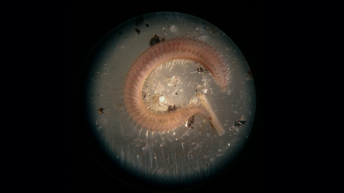 Antarctic worm