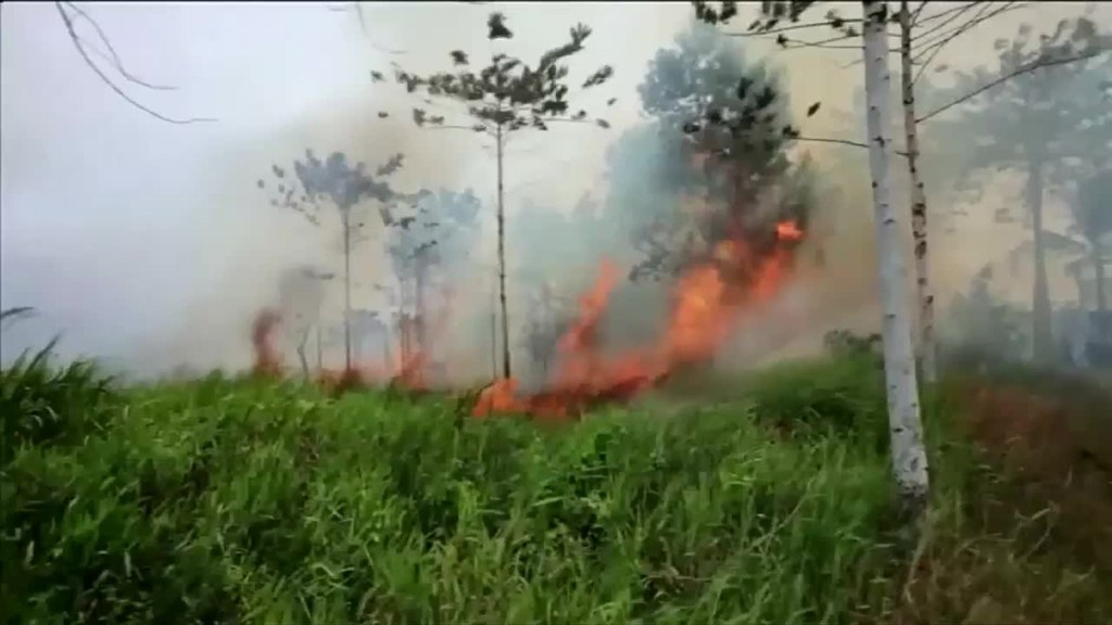 Indonesia fires intentionally set to grow palm oil