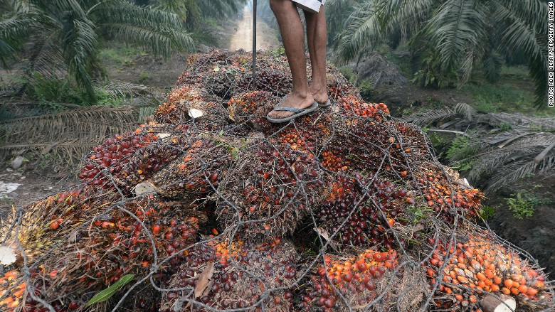 palm oil fruit