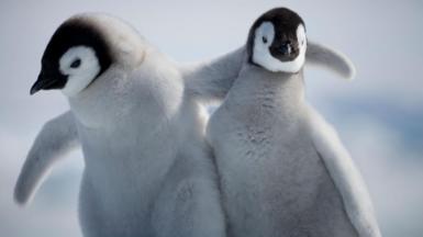 Two grey penguin chicks stand next to each other, one has a wing around the other