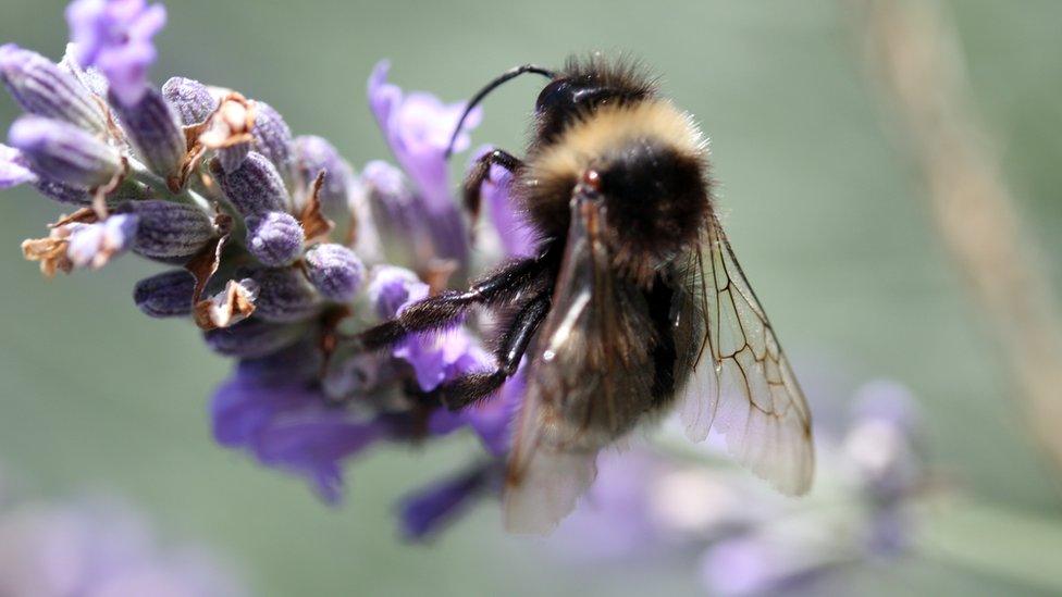 Bee on flower close up image