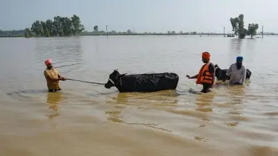 People rescue their cattle in a flood-affected area after a breach in river Beas in Sultanpur Lodhi on August 18, 2023, following heavy monsoon rains in India's state of Himachal Pradesh.