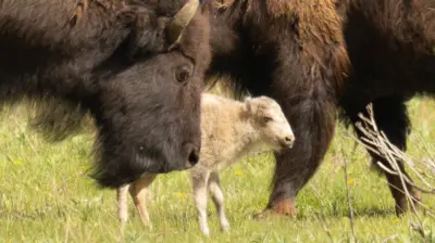 A sacred white buffalo calf stands with a brown adult buffalo