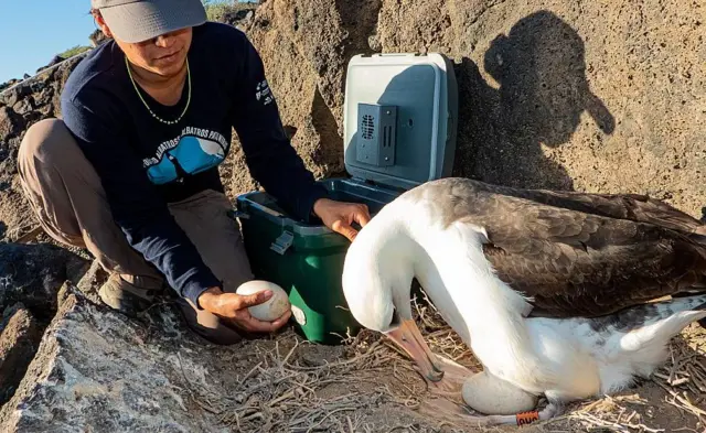 Una científica de GECI sustituye un huevo señuelo en un nido por un huevo de albatros patas negras