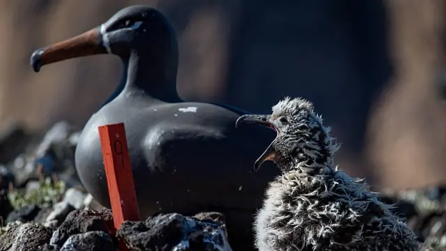 Pollito junto a una ave falsa