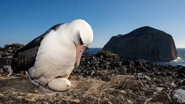 Albatros de Laysan empollando un huevo