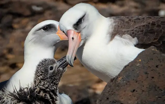 Albatros de Laysan criando un polluelo de albatros patas negras