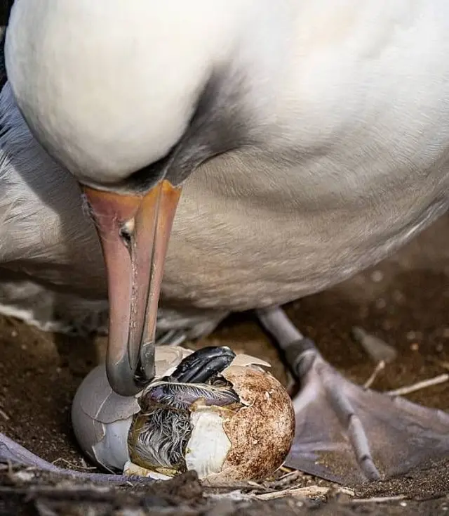 Un pollito de albatros patas negras rompiendo el cascarón en el nido que resguarda un albatros de Laysan