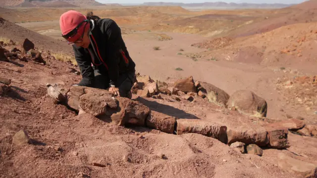 Claudia Marsicano observa el esqueleto fósil de la criatura parecida a una salamandra del período Pérmico, Gaiasia jennyae, durante un trabajo de campo en Namibia
