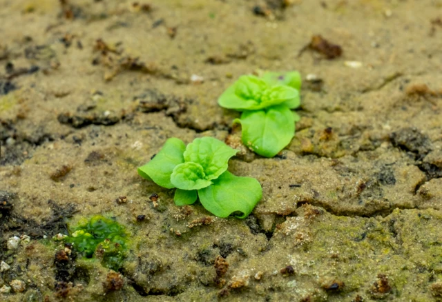 Una planta de las semillas germinadas