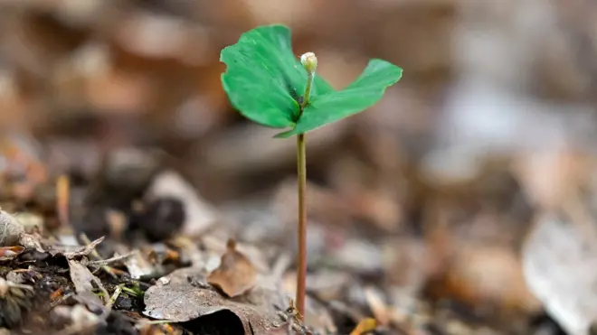 Plántula emergiendo en el suelo de un bosque