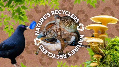 Bowerbird holding a blue bottle lid next to a Green Blue Peter badge with recycling symbols and text saying 'Nature's Recyclers' next to a fungus on a mossy bank, octopus resting on a shell in the centre.