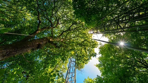 A photo looking up at trees with sunlight peaking through (Credit: Thomas Downes)