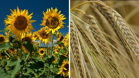 Sunflowers and wheatplants.