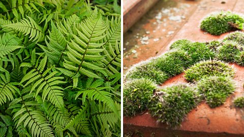 Fern and moss.