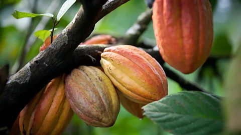 Getty Images The cacao pods we make chocolate from can come with a bad taste: rainforest being torn down to plant trees (Credit: Getty Images)