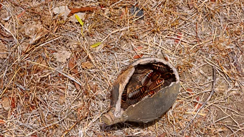 Alamy Cockroaches are highly sociable and copy the behaviour of their peers, just like humans do (Credit: Alamy)