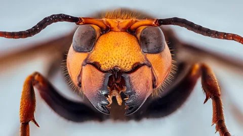 Alamy During "slaughter season" gangs of giant Asian hornets launch ferocious attacks on honeybees, decapitating the adults and eating their offspring (Credit: Alamy)