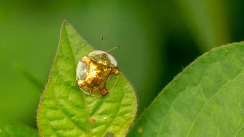 Alamy For insects, golden tortoise beetles are unusually good at making their feelings clear (Credit: Alamy)